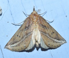 Phyprosopus callitrichoides