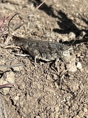 Cratypedes lateritius