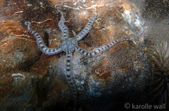 Ophiocoma brevipes