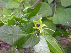 Gonolobus uniflorus
