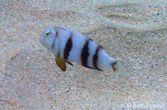 Iniistius aneitensis