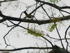 Pycnonotus aurigaster