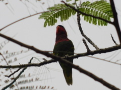 Saudareos ornatus