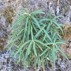 Olearia lacunosa