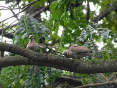 Streptopelia chinensis