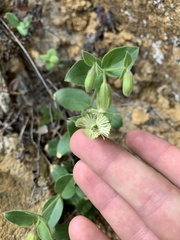 Silene campanulata