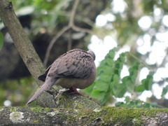 Streptopelia chinensis