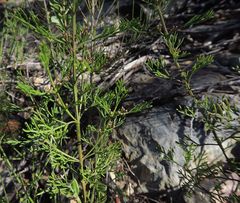 Cyanothamnus quadrangulus