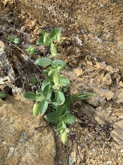 Silene campanulata
