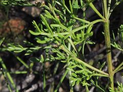 Cyanothamnus quadrangulus