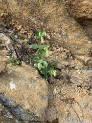 Silene campanulata