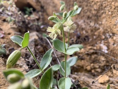 Silene campanulata