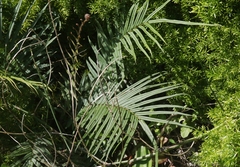Pteris longifolia