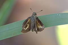 Parnara amalia
