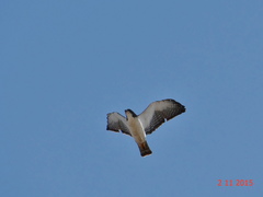 Buteo brachyurus