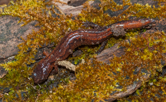 Plethodon websteri