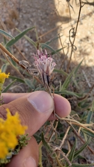Palafoxia arida arida