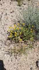 Ericameria cooperi cooperi