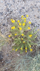 Ericameria cooperi cooperi