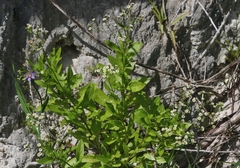 Erigeron darrellianus