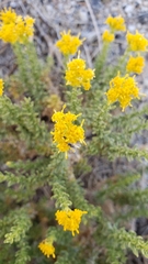 Ericameria cooperi cooperi
