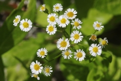 Erigeron darrellianus