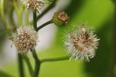 Erigeron darrellianus