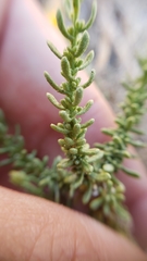 Ericameria cooperi cooperi