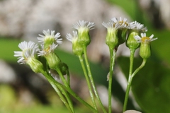Erigeron darrellianus