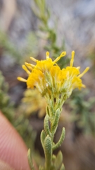 Ericameria cooperi cooperi