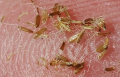 Erigeron darrellianus