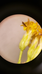 Ericameria cooperi cooperi