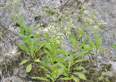 Erigeron darrellianus