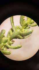 Ericameria cooperi cooperi