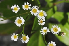 Erigeron darrellianus