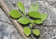 Erigeron darrellianus