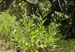 Erigeron darrellianus