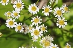 Erigeron darrellianus