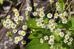 Erigeron darrellianus