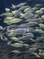 Sardinella