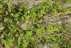 Adiantum bellum
