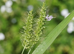 Setaria adhaerens