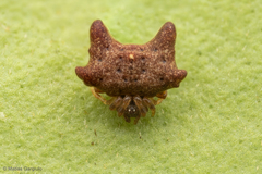 Phoroncidia variabilis