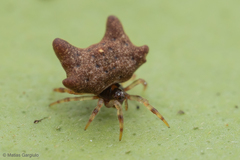 Phoroncidia variabilis