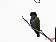 Pionus menstruus reichenowi