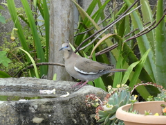 Zenaida asiatica
