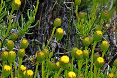Senecio tricuspidatus