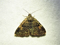 Metalectra miserulata