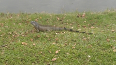 Iguana iguana
