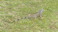 Iguana iguana